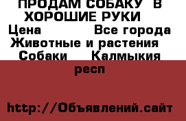 ПРОДАМ СОБАКУ  В ХОРОШИЕ РУКИ  › Цена ­ 4 000 - Все города Животные и растения » Собаки   . Калмыкия респ.